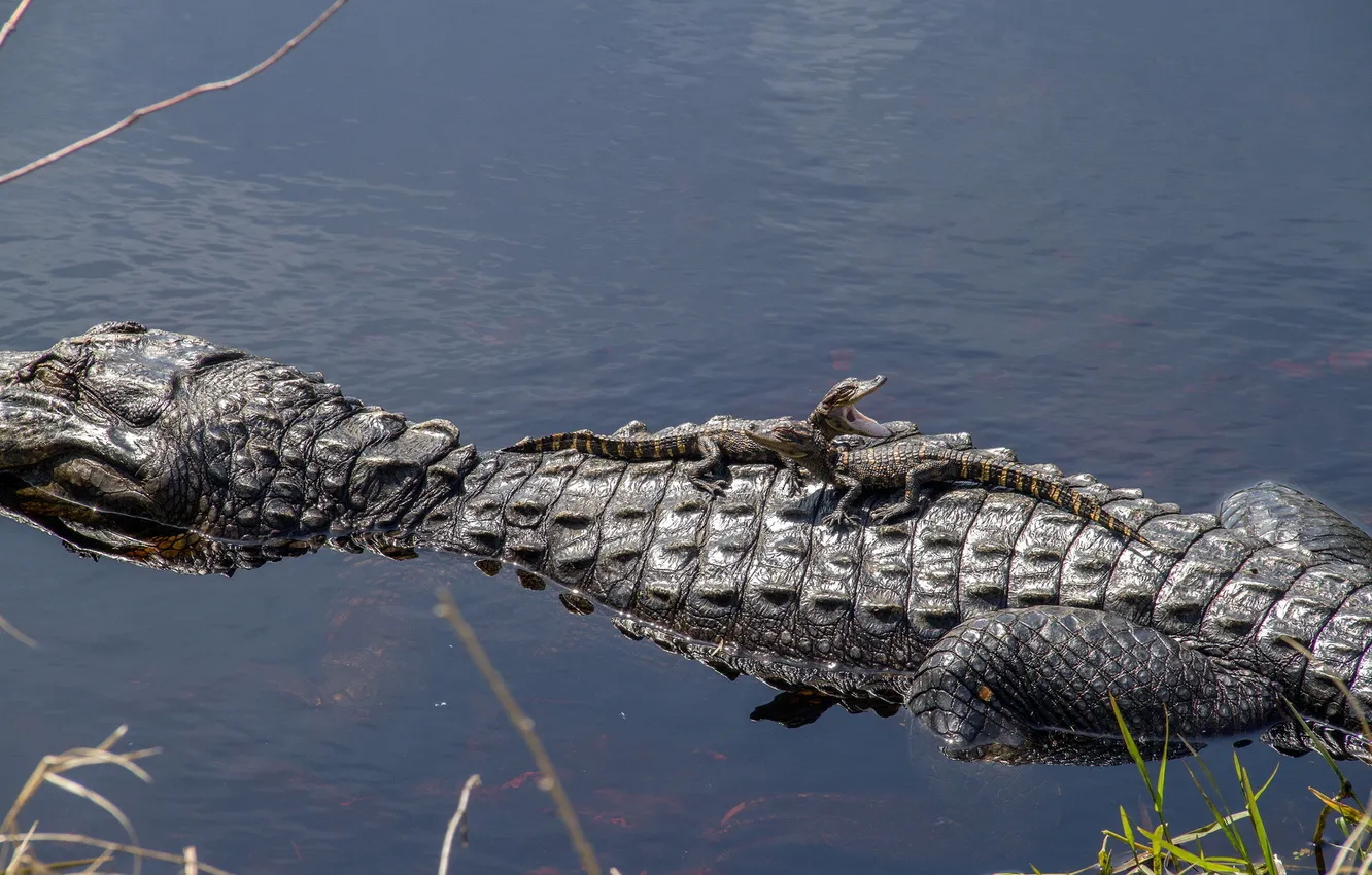 Фото обои вода, природа, крокодилы