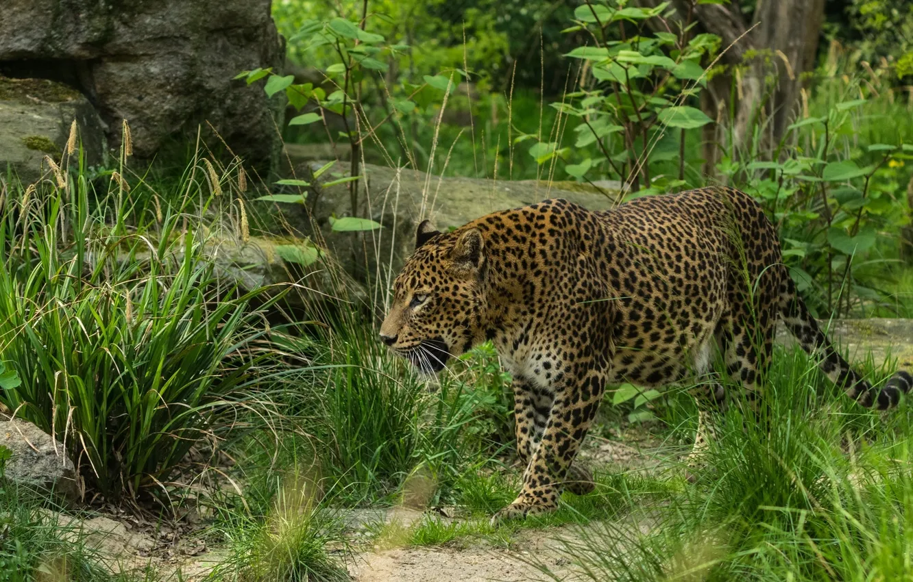 Фото обои заросли, хищник, леопард, прогулка, дикая кошка