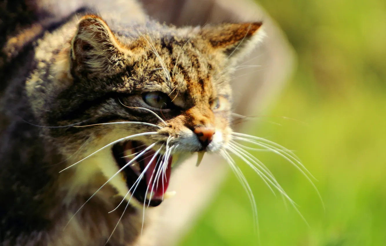 Фото обои морда, клыки, дикая кошка, Шотландская, The Scottish Wildcat