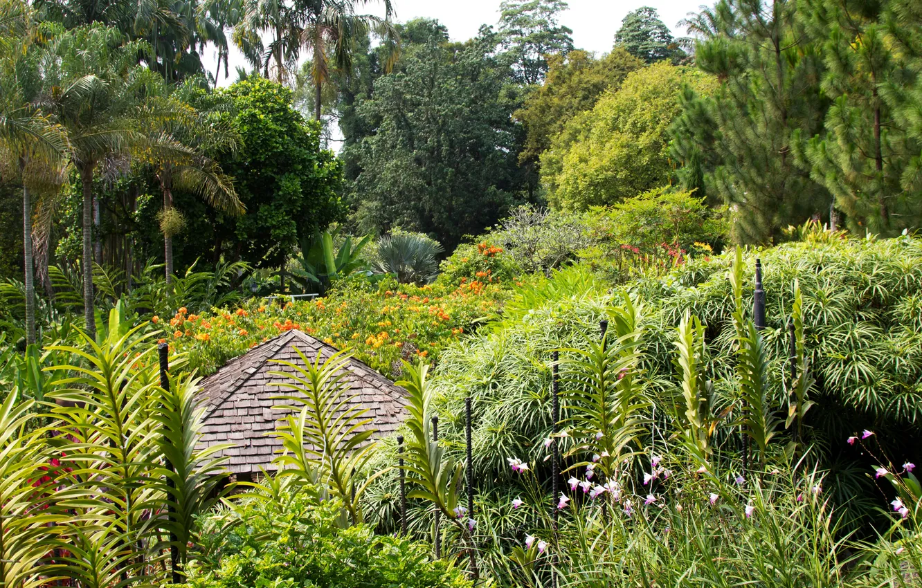 Фото обои деревья, цветы, пальмы, сад, Сингапур, кусты, Botanic Gardens