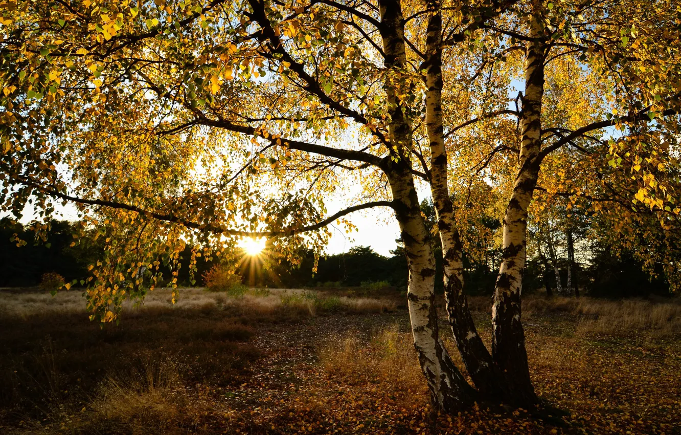 Фото обои осень, природа, берёзы
