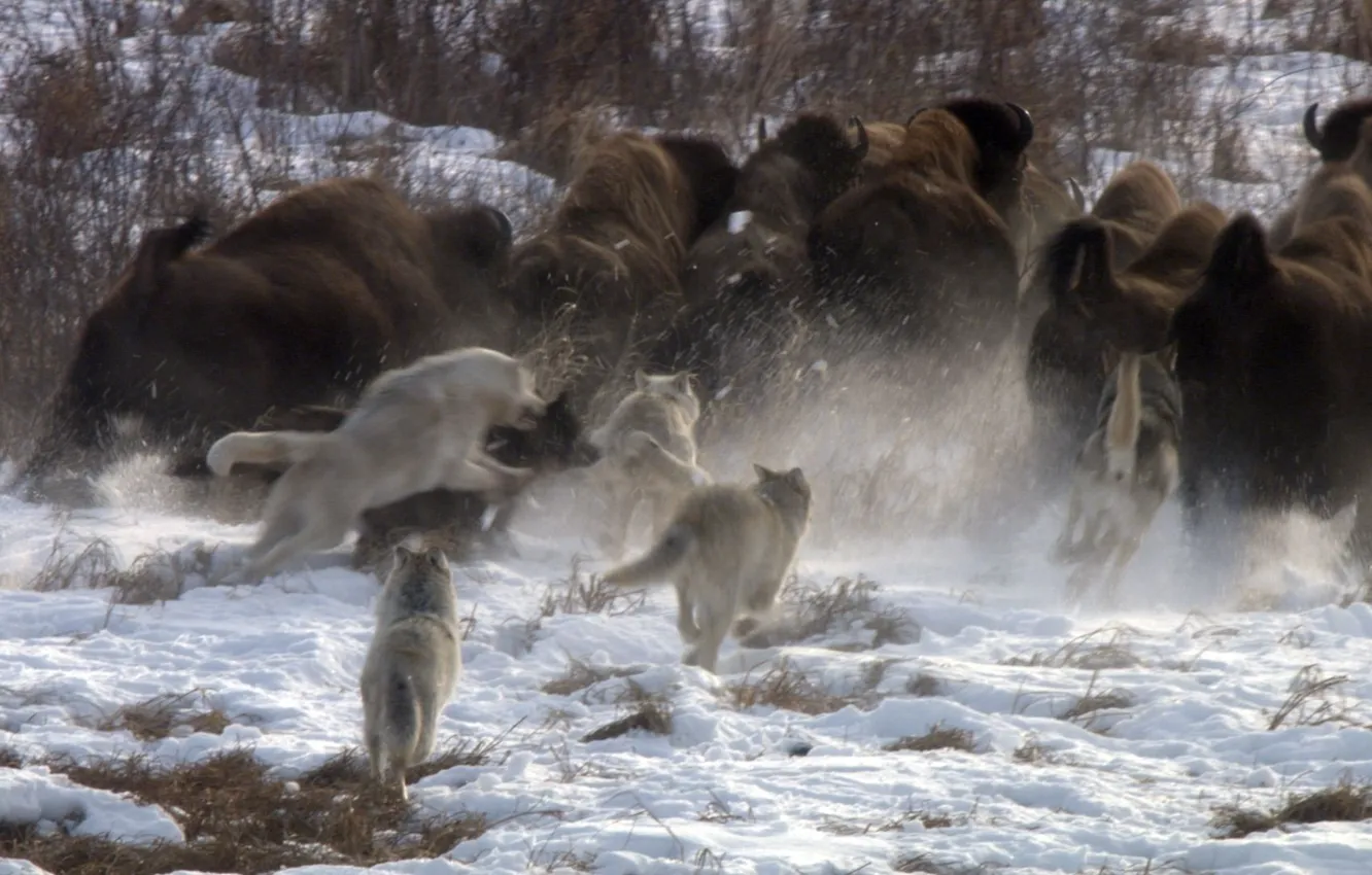 Фото обои nature, predator, animal, wolf, wildlife, buffalo, Canis lupus, portrait.
