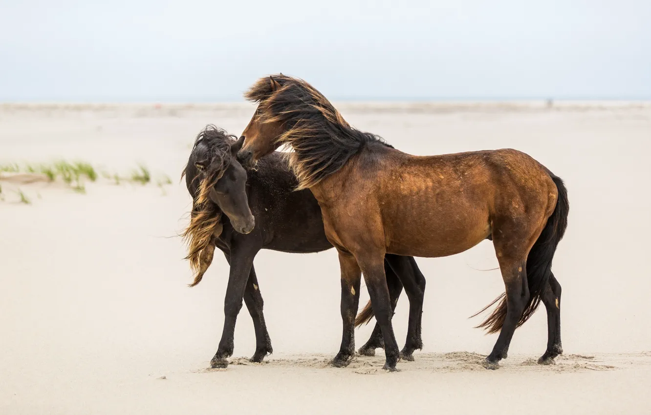 Фото обои песок, ветер, кони, лошади, дружба, пара, грива, ласка