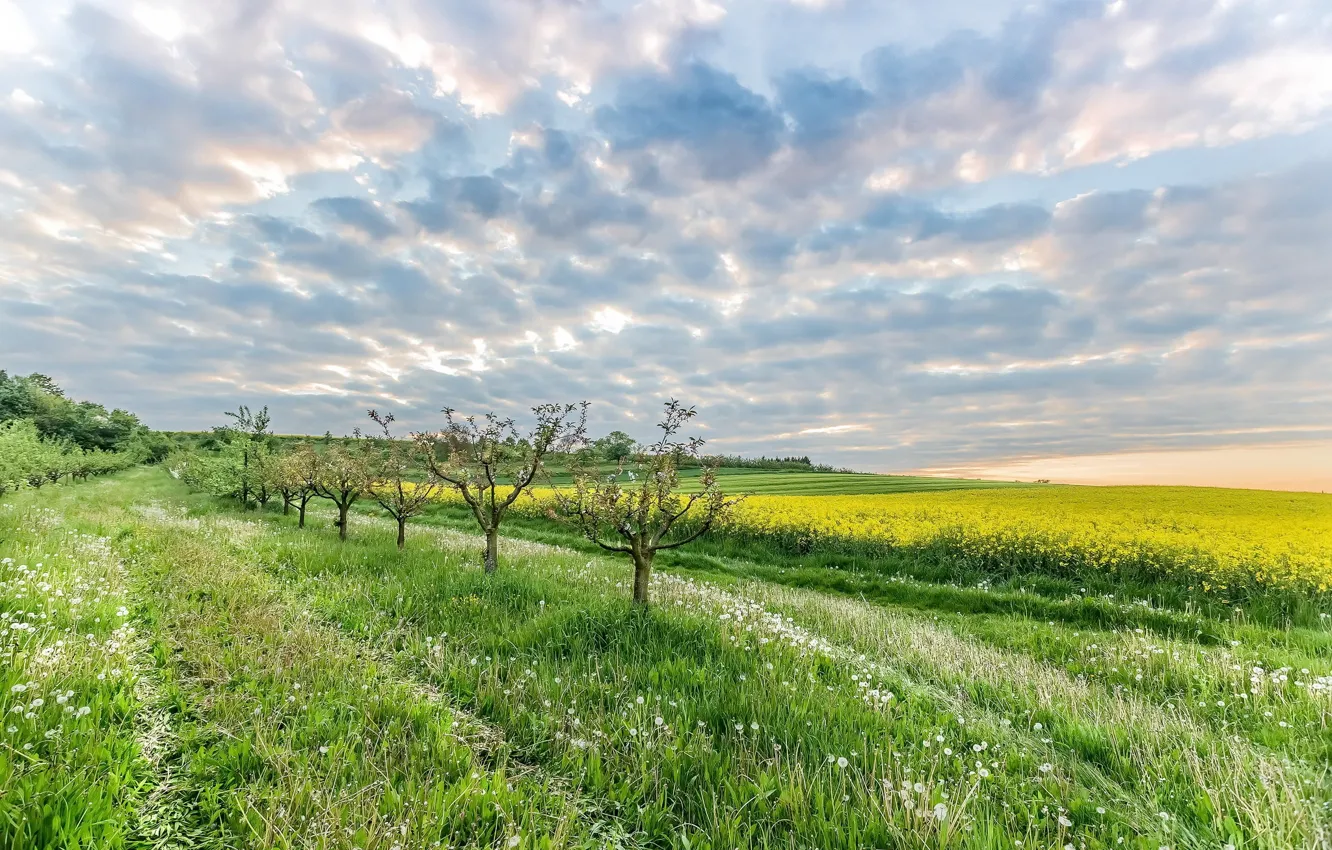 Фото обои поле, небо, рапс
