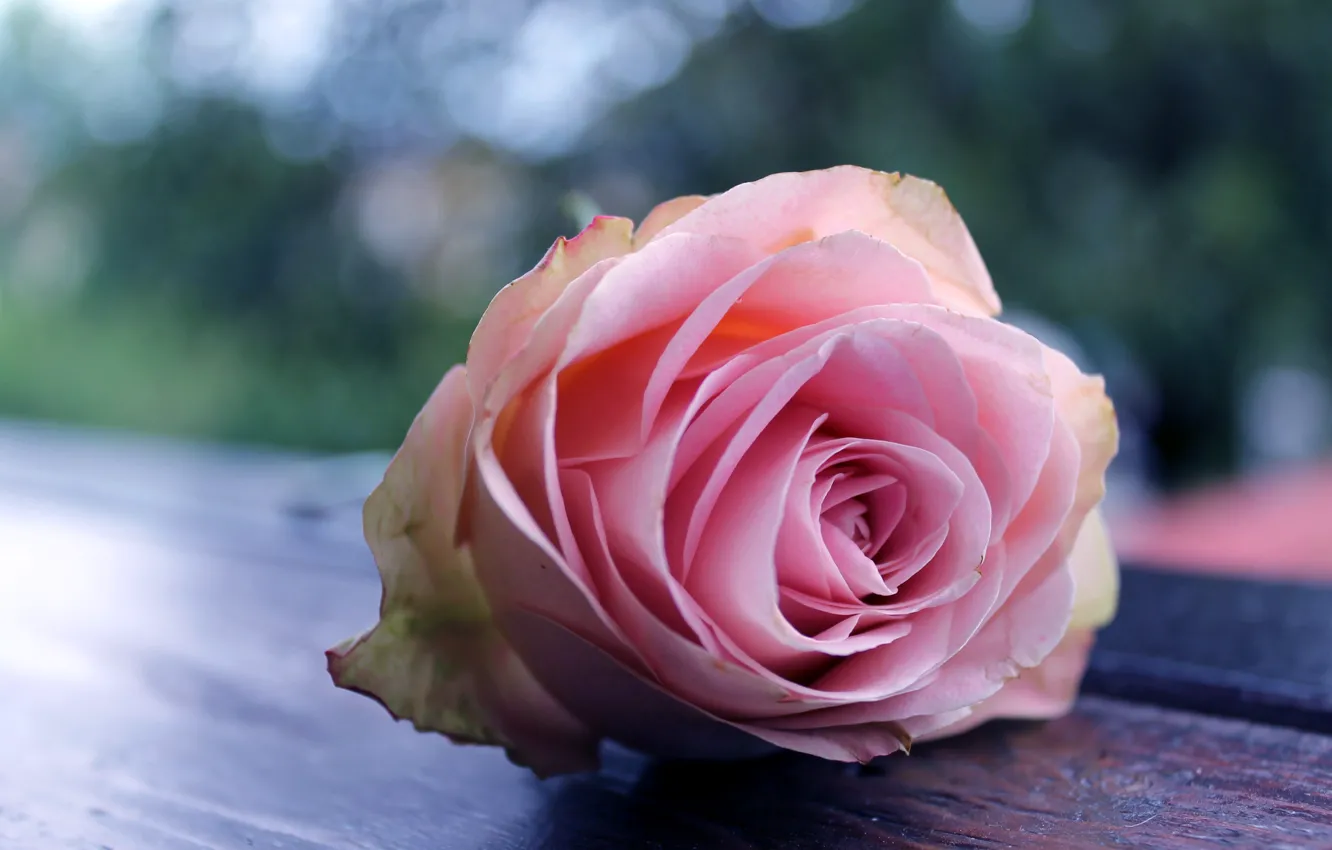 Фото обои макро, розовая, роза, бутон, боке