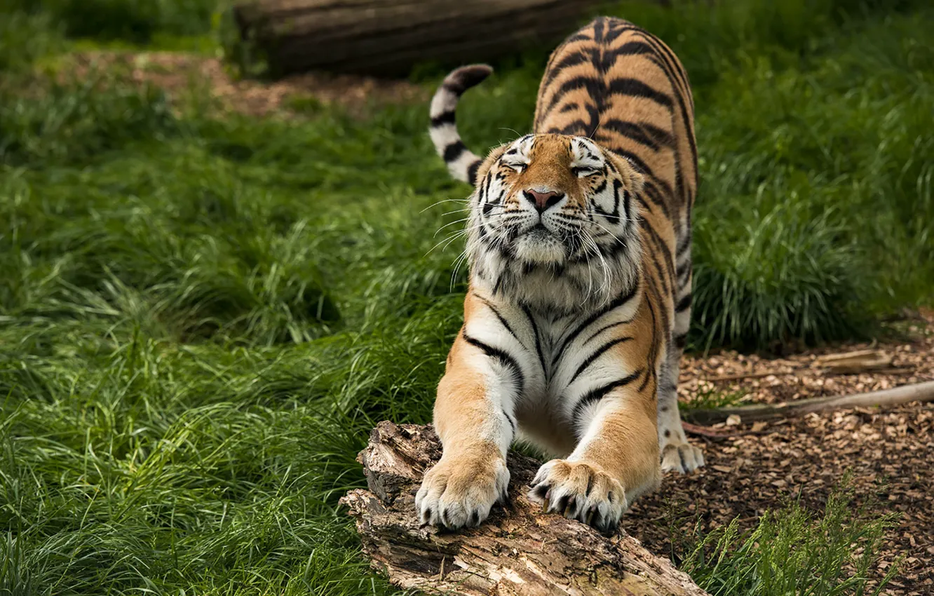 Фото обои grass, wood, tiger, lazy