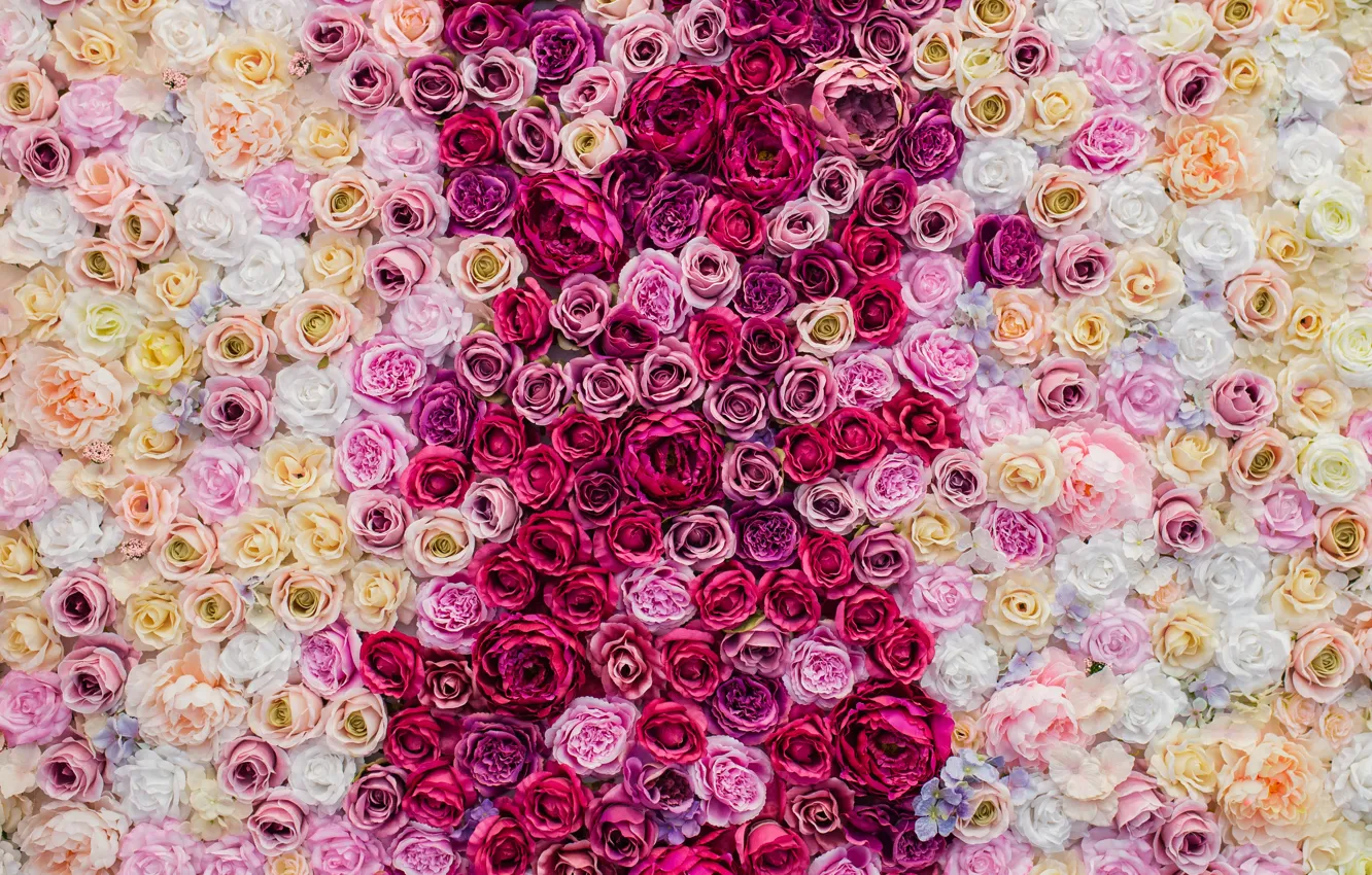 Фото обои розы, Beautiful, бутоны, background, roses