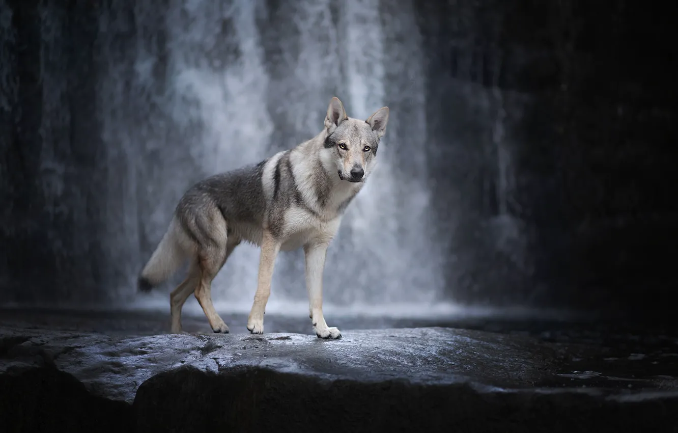 Фото обои водопад, собака, Чехословацкий влчак, Чехословацкая волчья собака