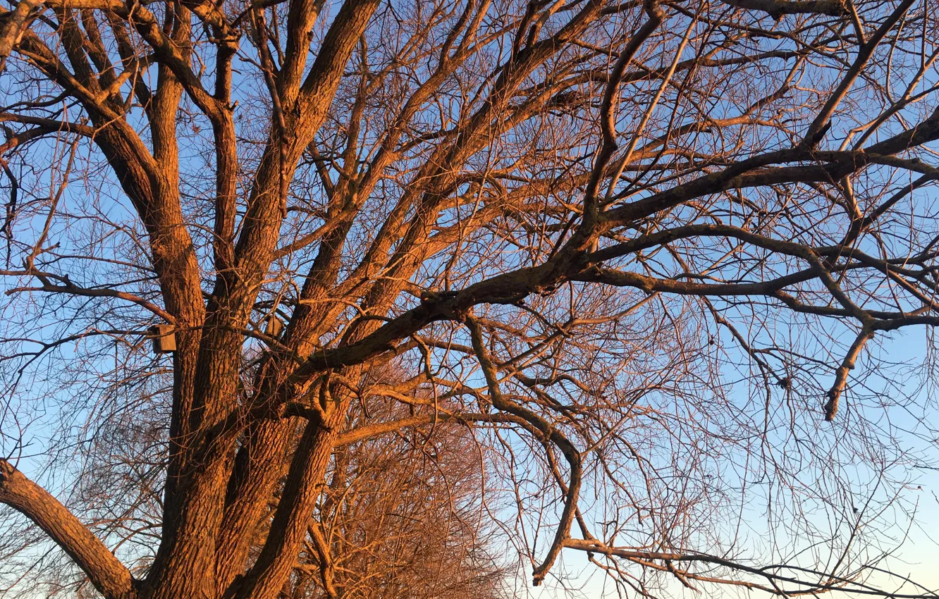 Фото обои природа, дерево, красиво, ветки дерева, отражение заката