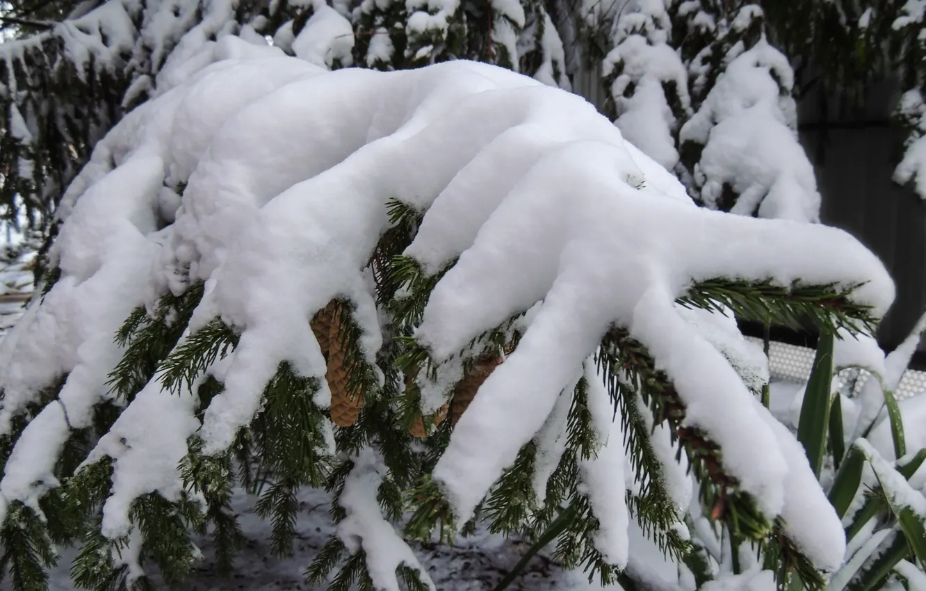 Фото обои Природа, Зима, Деревья, Снег, Ель, Растения, Шишки, Холод