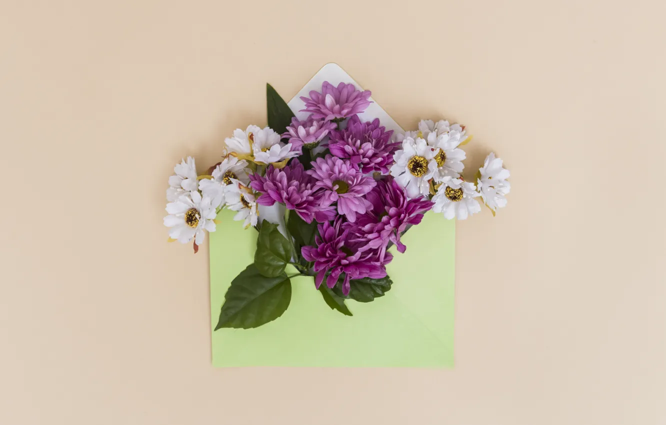 Фото обои Цветы, хризантемы, Композиция, Конверт