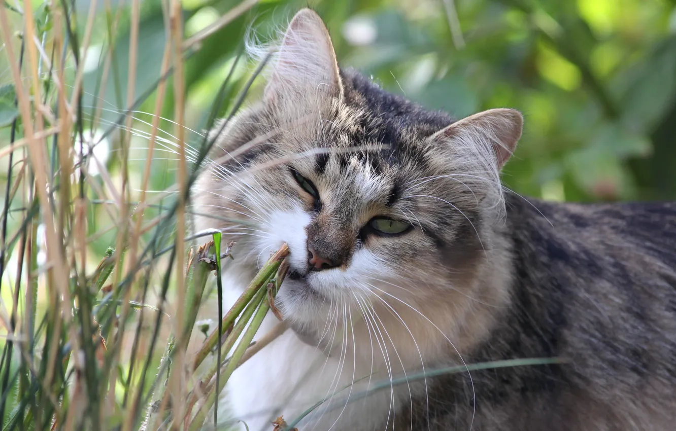 Фото обои кошка, трава, кот, морда
