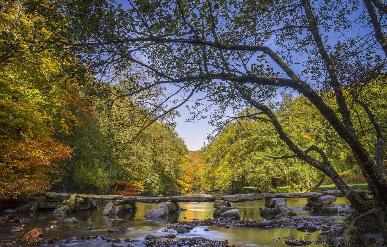 Фото обои осень, лес, деревья, река, Англия, мостки, England, Сомерсет