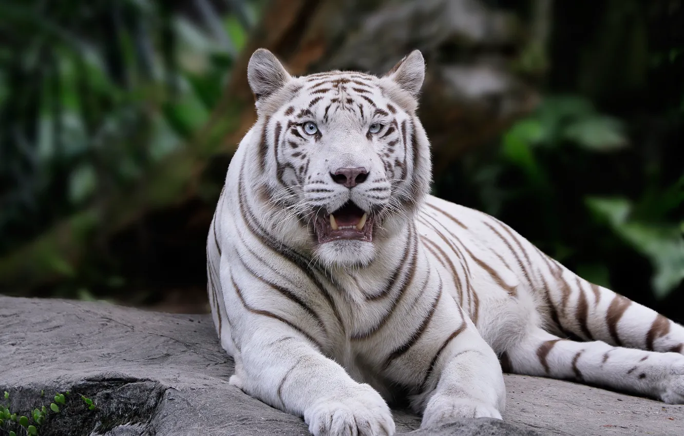 Фото обои белый, взгляд, морда, тигр, поза, темный фон, камень, лапы