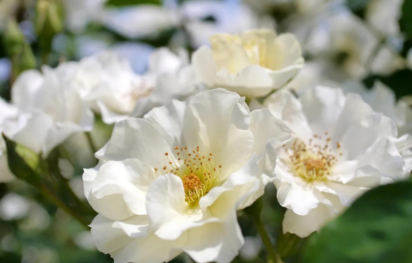 Фото обои макро, белые розы, боке