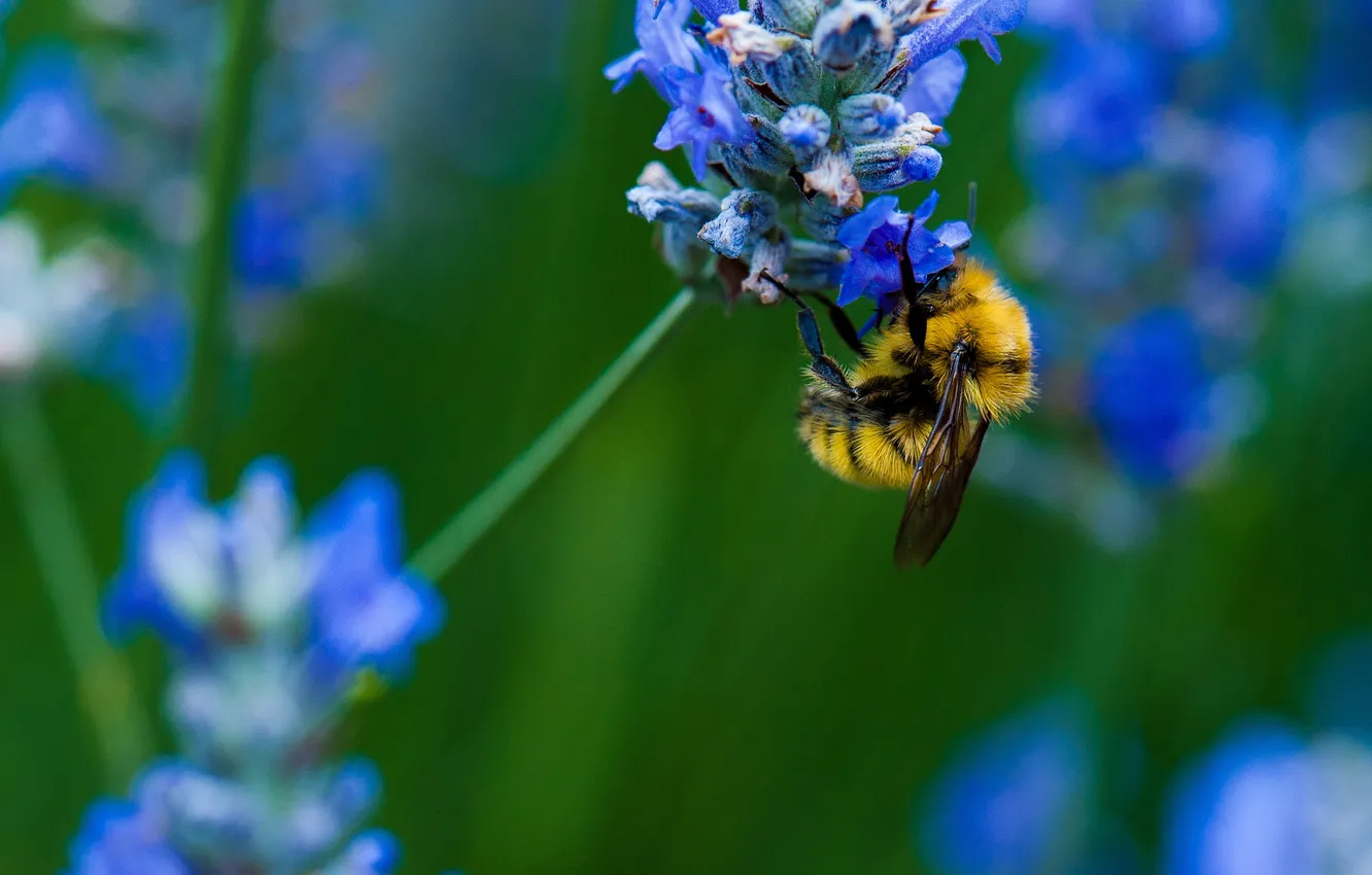 Фото обои цветок, природа, пчела, растение, насекомое, шмель