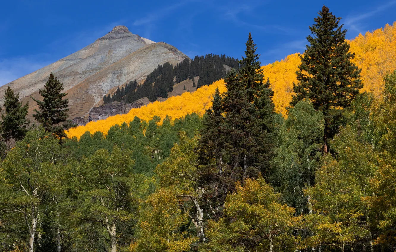 Фото обои осень, лес, деревья, горы, желтый, зеленый, синева, холмы