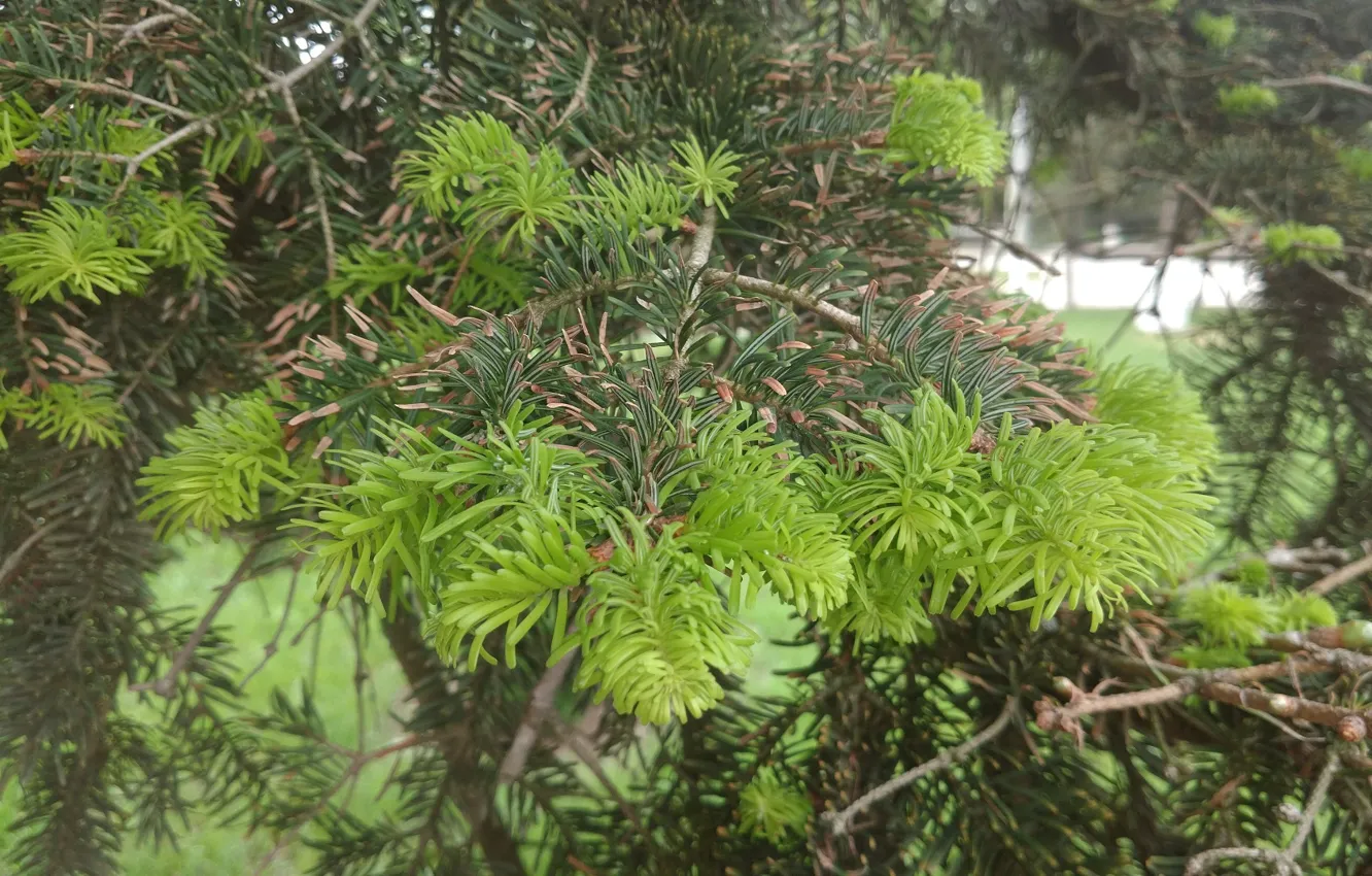 Фото обои макро, елка, хвоя, Mamala ©