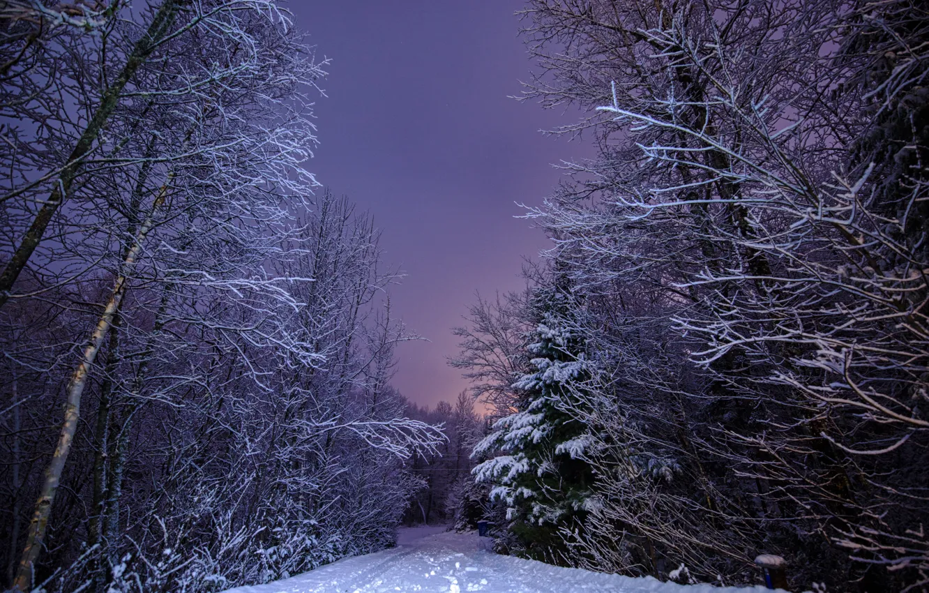 Фото обои зима, дорога, лес, снег, пейзаж, природа, вечер