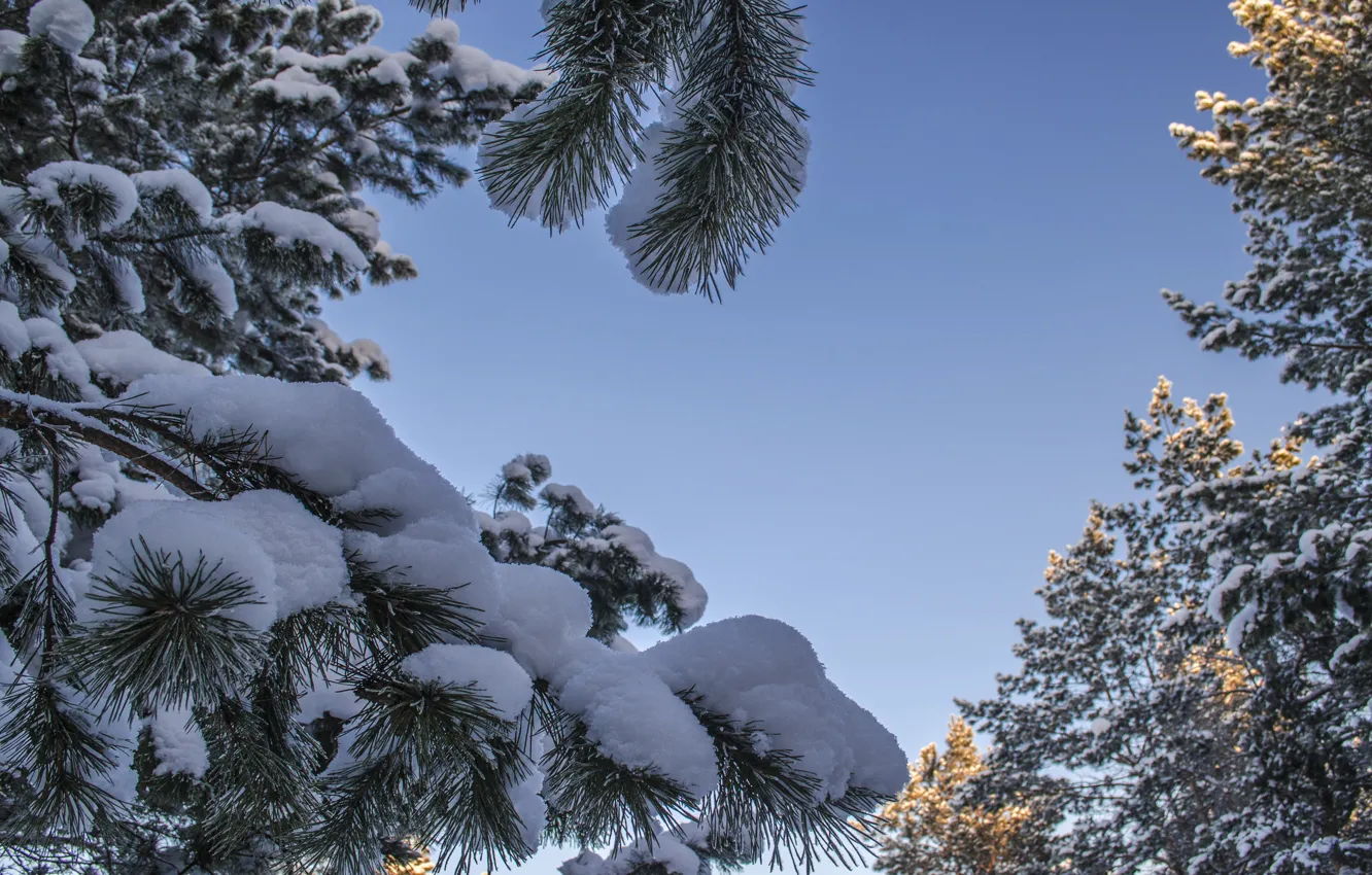 Фото обои снег, ёлка, Сосна, покрыта, снегом