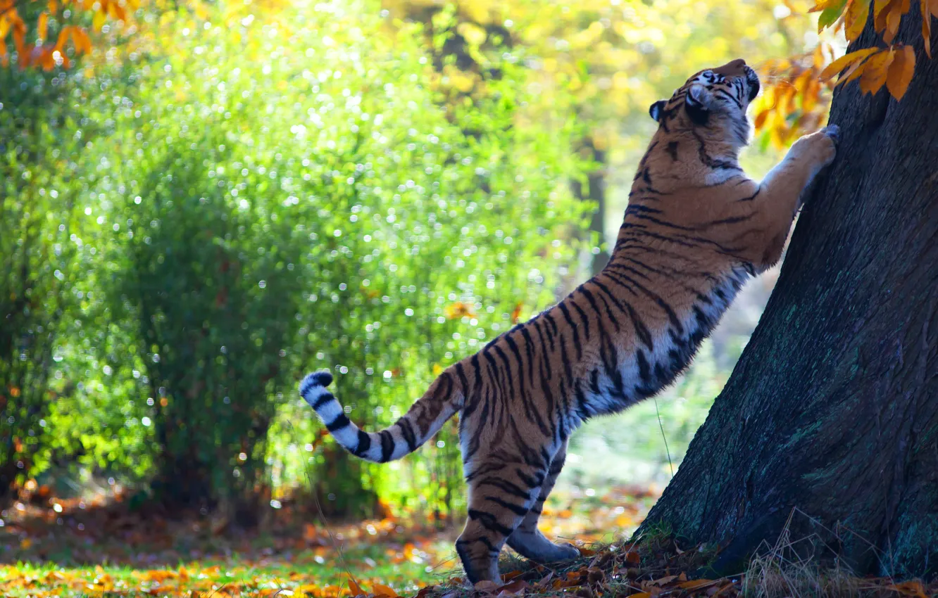 Фото обои осень, свет, природа, тигр, поза, парк, дерево, листва