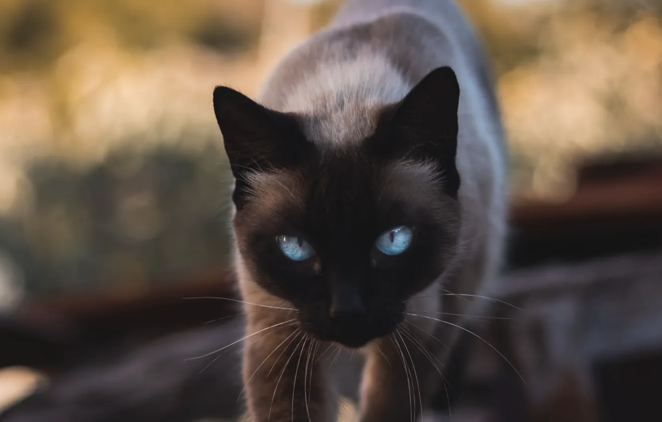 Фото обои animals, cat, blue eyes, cats, look, pet, glance, siamese