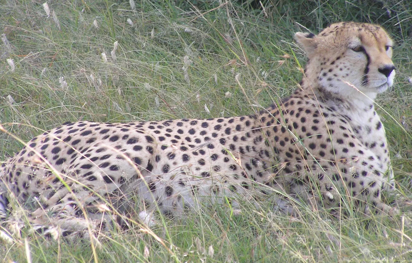 Фото обои animal, safari, cheetah, african, majestic, resting
