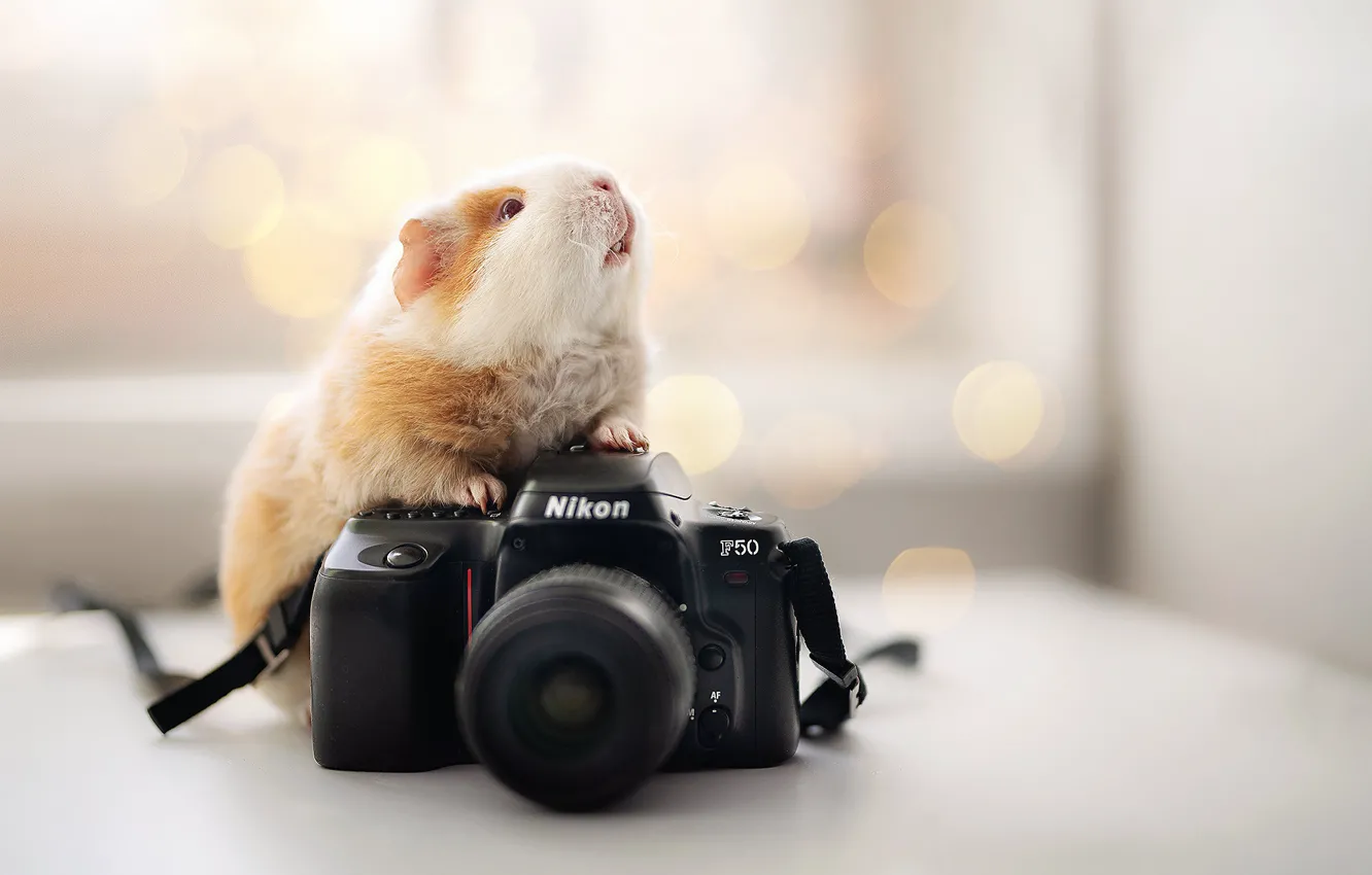Фото обои фон, фотоаппарат, Nikon, морская свинка, грызун