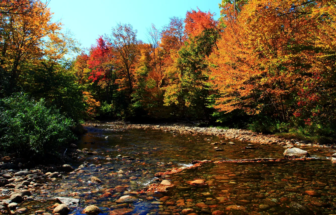 Фото обои лес, Осень, Камни, Fall, Речка, autumn, Colors, River