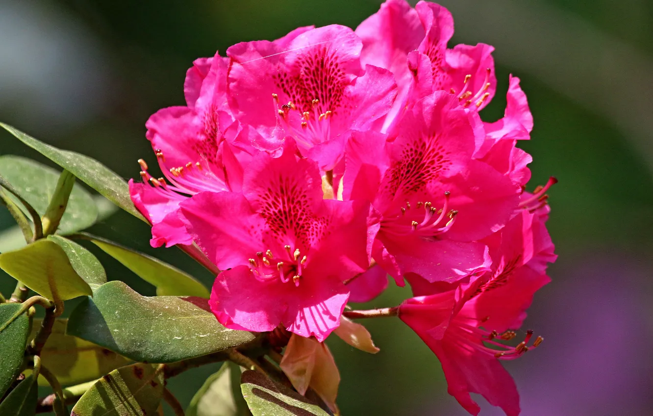 Фото обои Лето, Summer, Боке, Bokeh, Июнь, June, Pink flowers, Розовые цветы