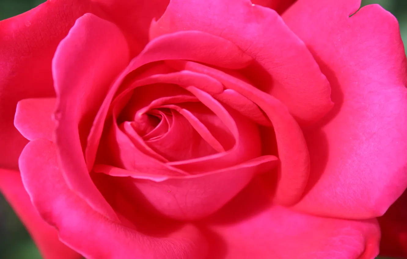 Фото обои цветок, макро, розовый, праздник, роза