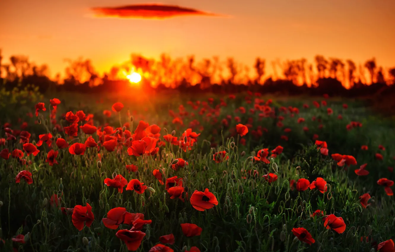 Фото обои поле, небо, закат, цветы, маки, боке, Сагайдак Павел