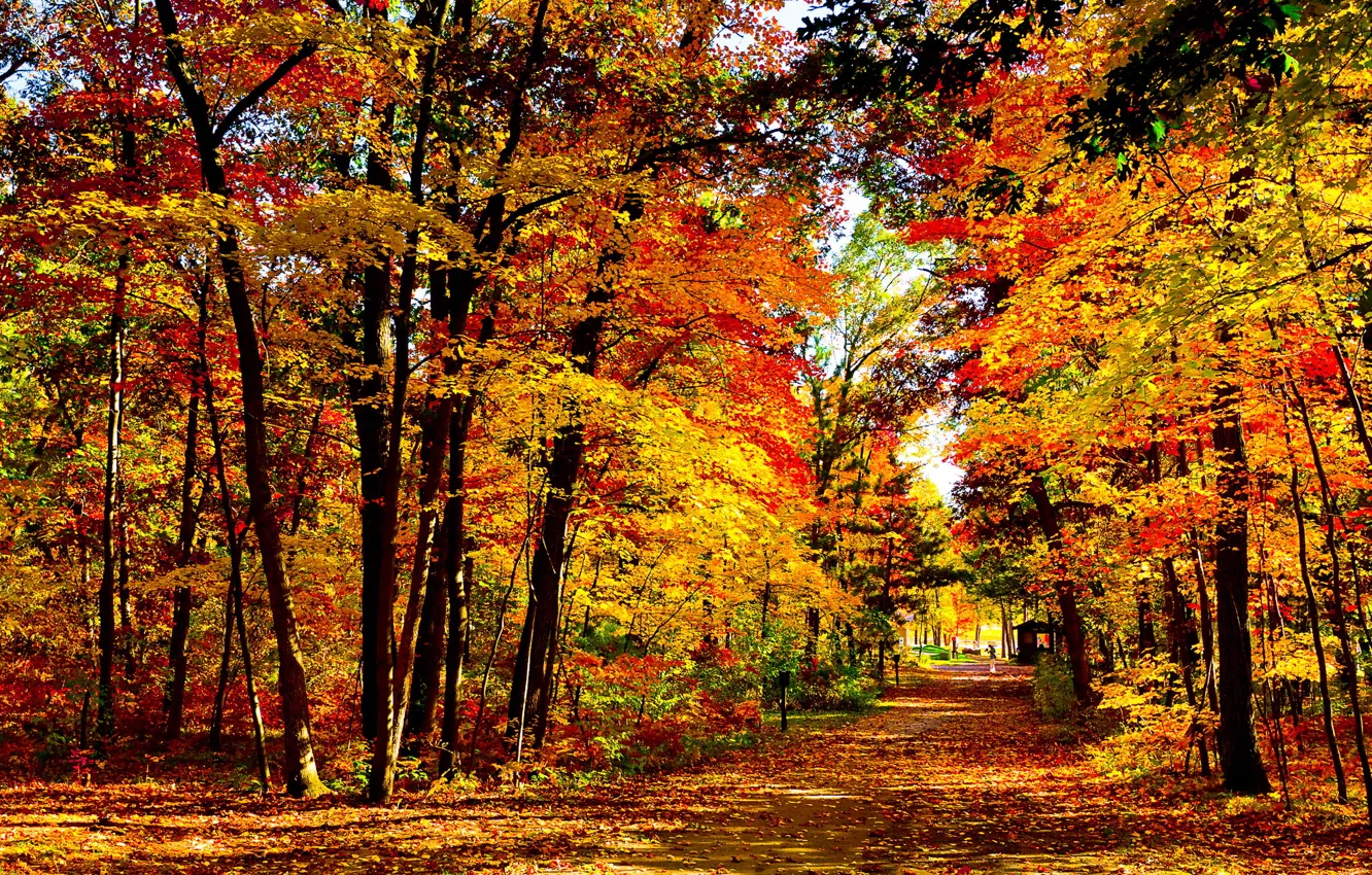 Фото обои листва, Осень, Висконсин, США, парк вЛейк Милс