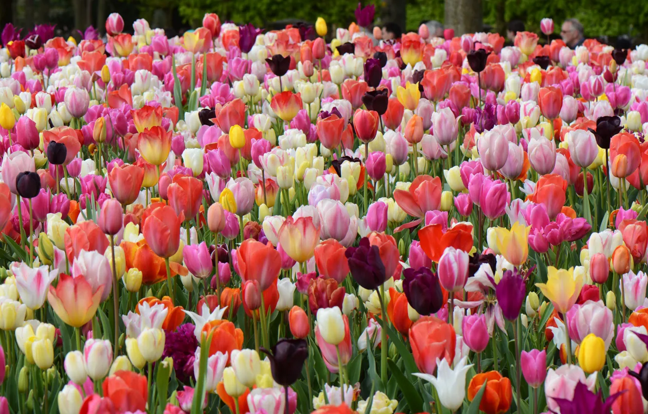 Фото обои весна, тюльпаны, colourful