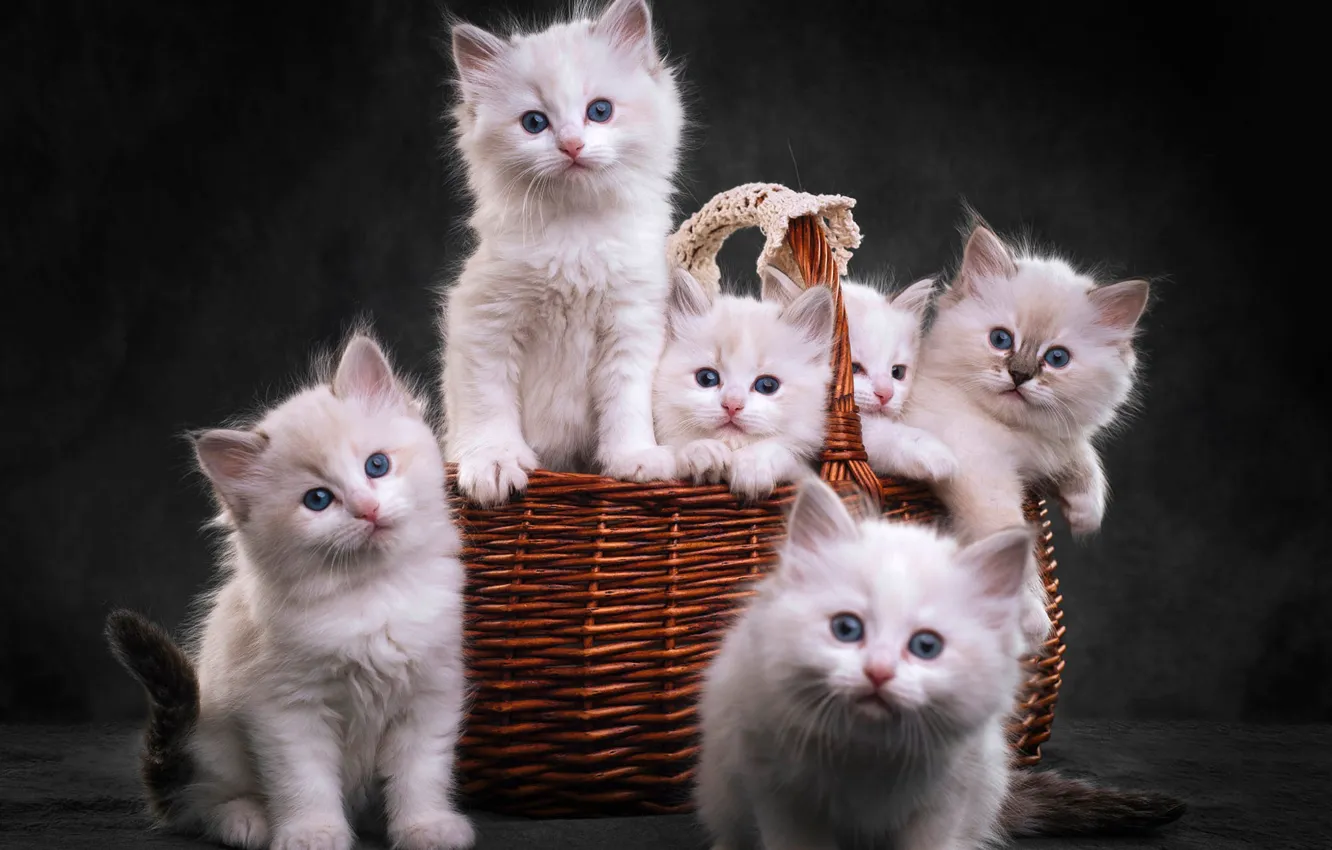 Фото обои взгляд, темный фон, котенок, корзина, котята, белые, котёнок, компания