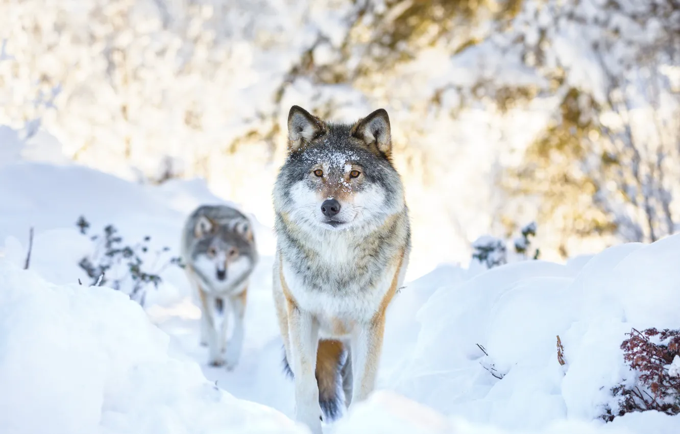 Фото обои winter, snow, two, wolf