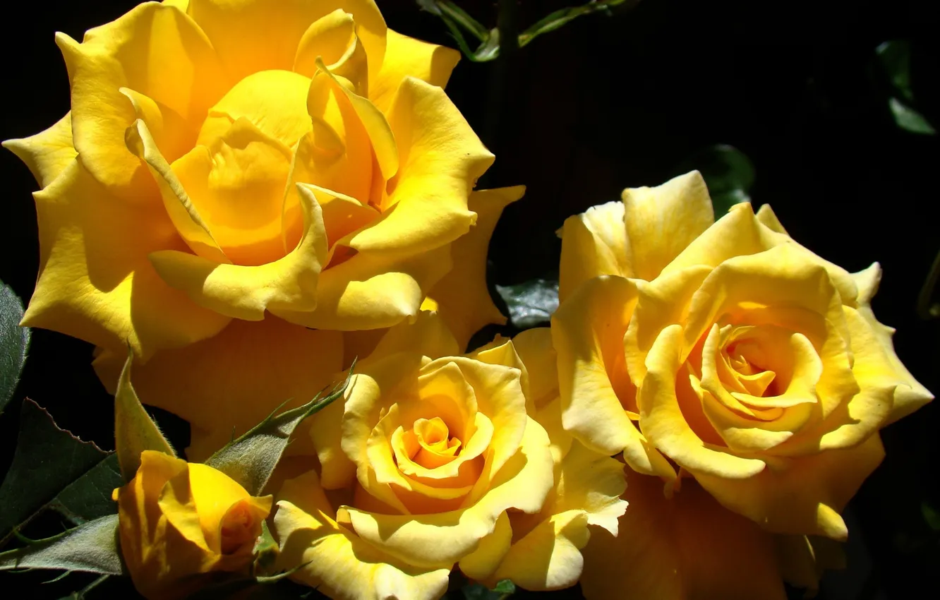 Фото обои листья, солнце, свет, цветы, розы, желтые, лепестки, ярко