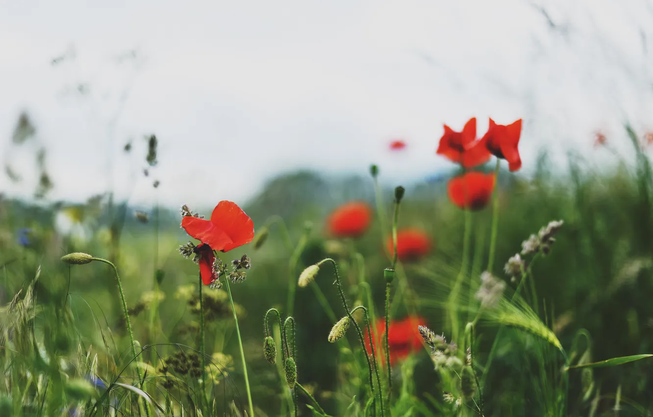 Фото обои маки, красные, цветы трава