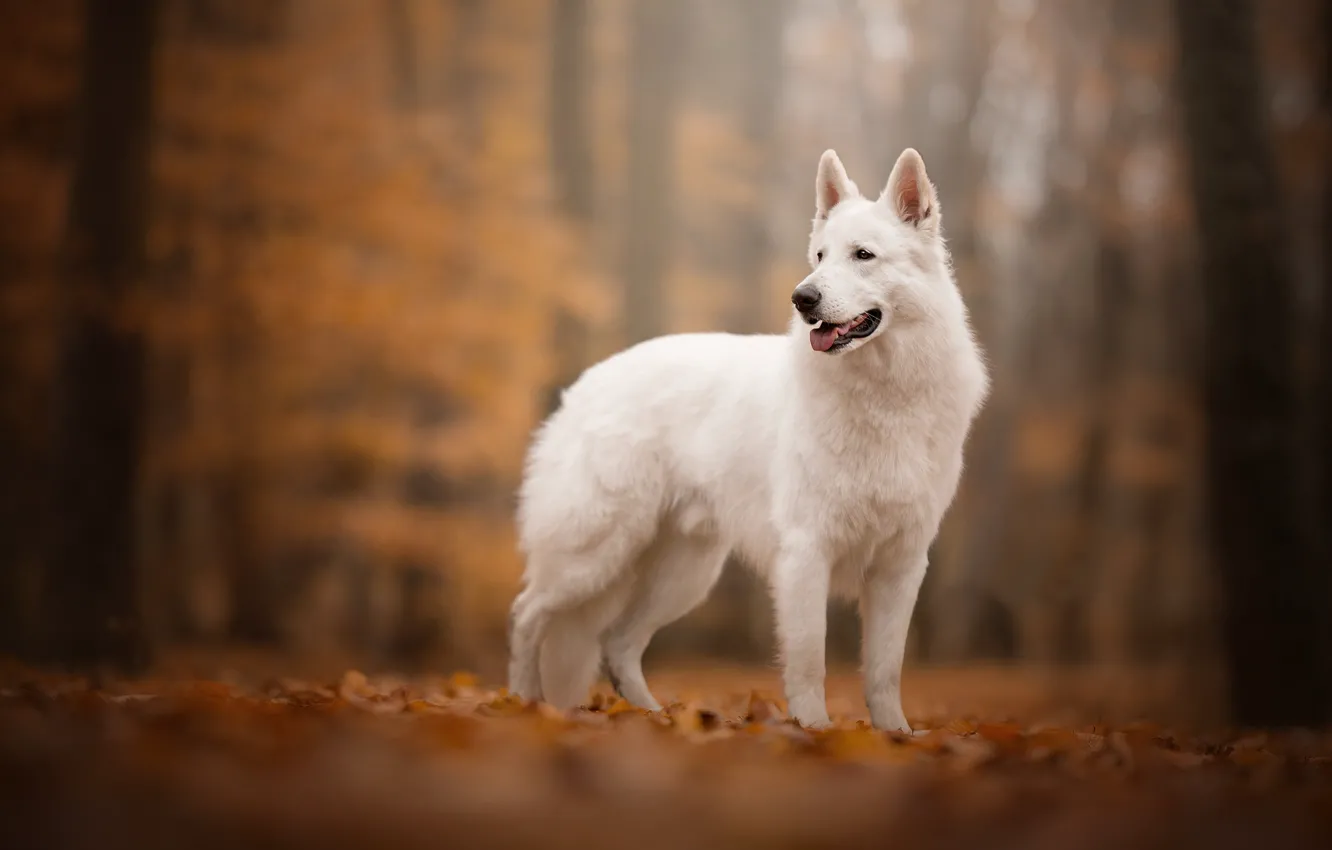 Фото обои осень, собака, боке, Белая швейцарская овчарка