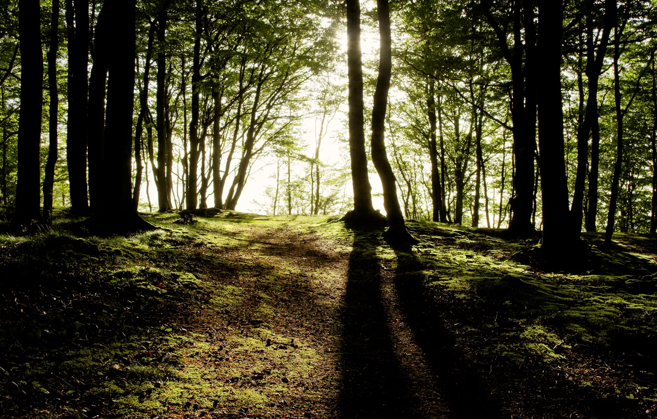 Фото обои лес, свет, деревья, тени, лучи солнца
