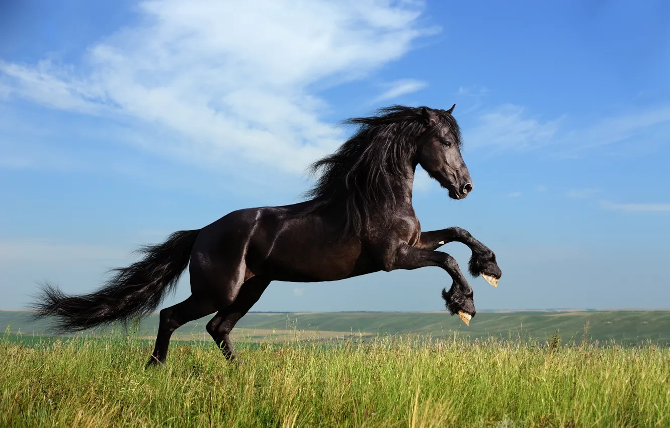 Фото обои трава, свобода, облака, лошадь, грива