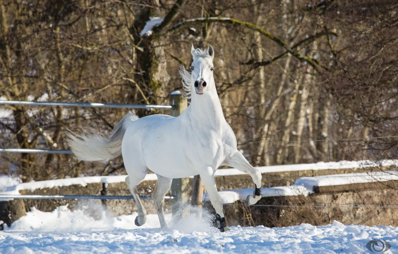 Фото обои белый, поза, конь, лошадь, мощь, грация, позирует, (с) OliverSeitz