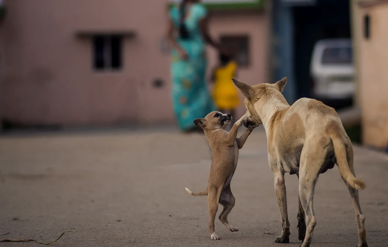 Фото обои собаки, Индия, щенок