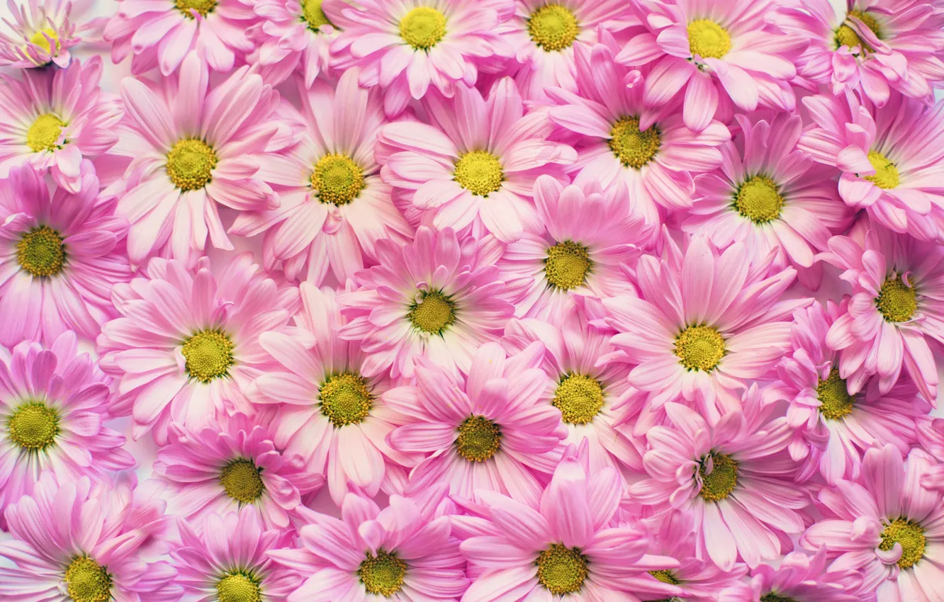 Фото обои Цвет, Цветок, Растение, Лепестки, Растения, Flower, Flowers, Color
