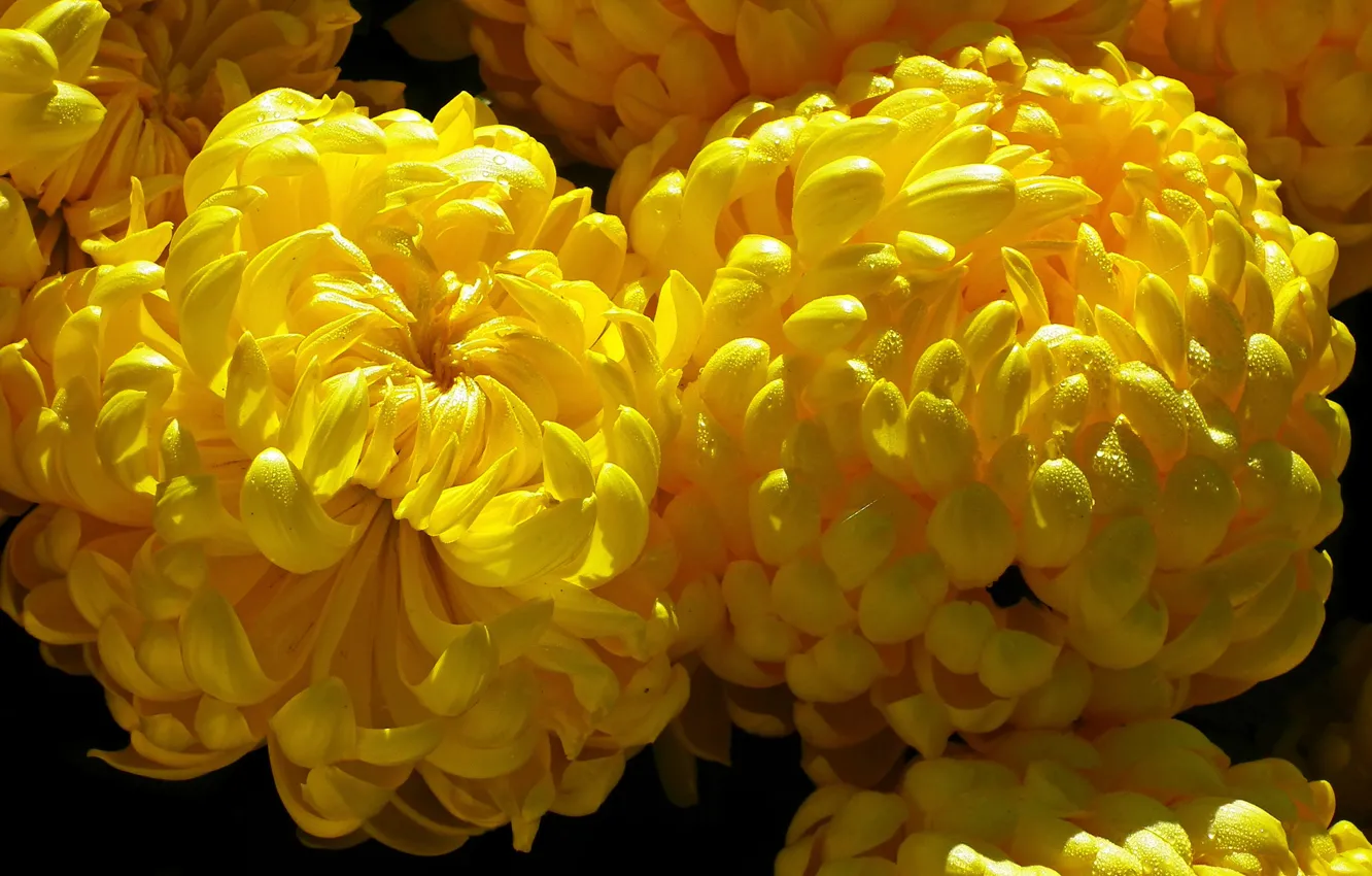 Фото обои капли, макро, свет, цветы, желтый, букет, лепестки, дуэт