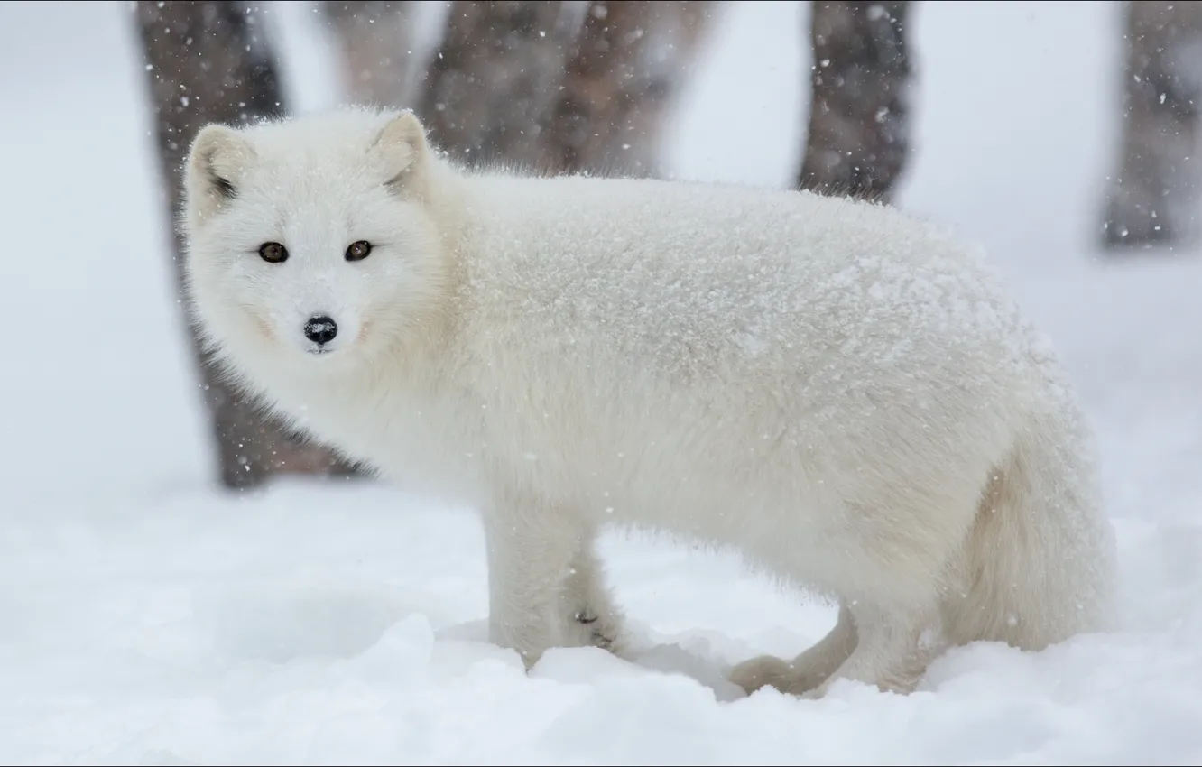 Фото обои зима, животные, Winter, animals, nature, писец, artic fox