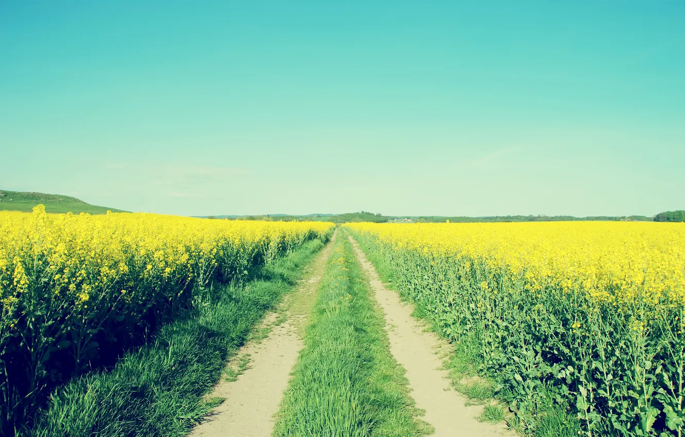 Фото обои дорога, поле, небо, цветы