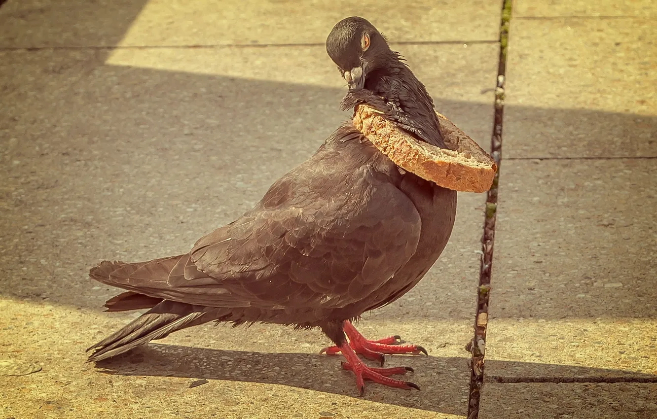 Фото обои птица, голубь, ситуация, хлебная корка
