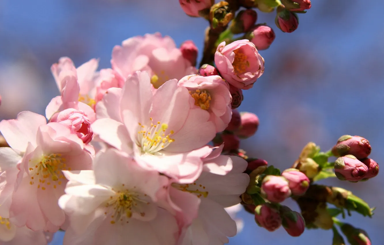Фото обои цветы, ветка, весна, сакура, розовые, бутоны, цветение