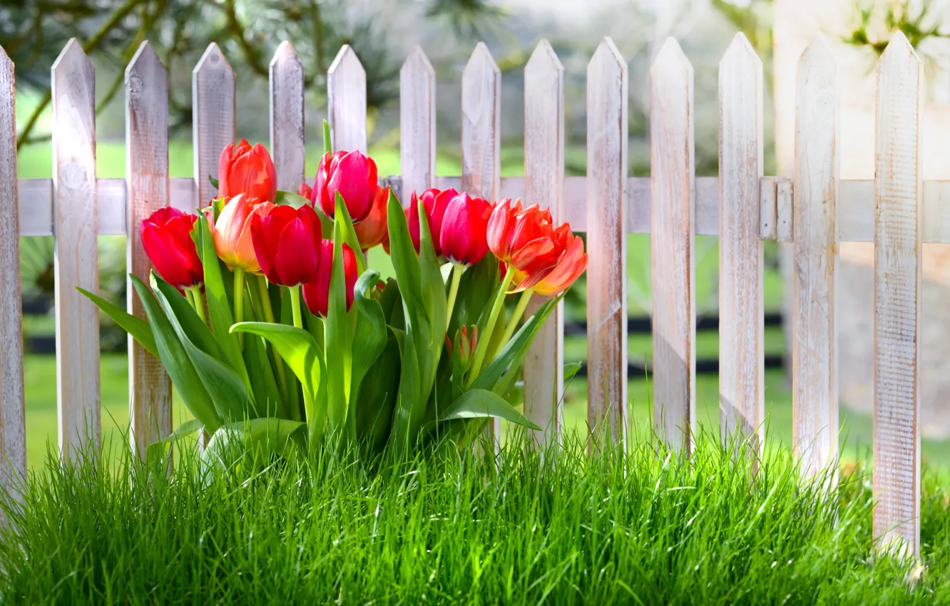 Фото обои трава, цветы, забор, весна, тюльпаны, grass, nature, fence